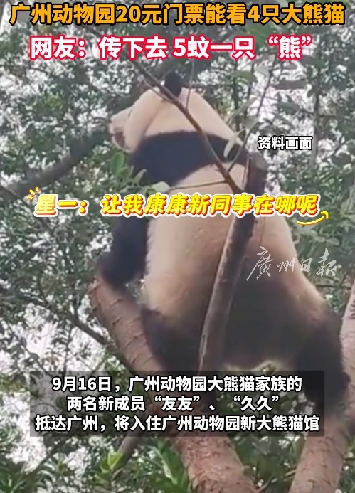 富邦速配 广州大熊猫最便宜5块一只 双胞胎兄弟“友友”“久久”入住广州动物园新家